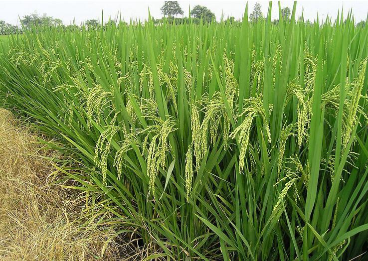 ЙCδЙCrIİlչڅݣô